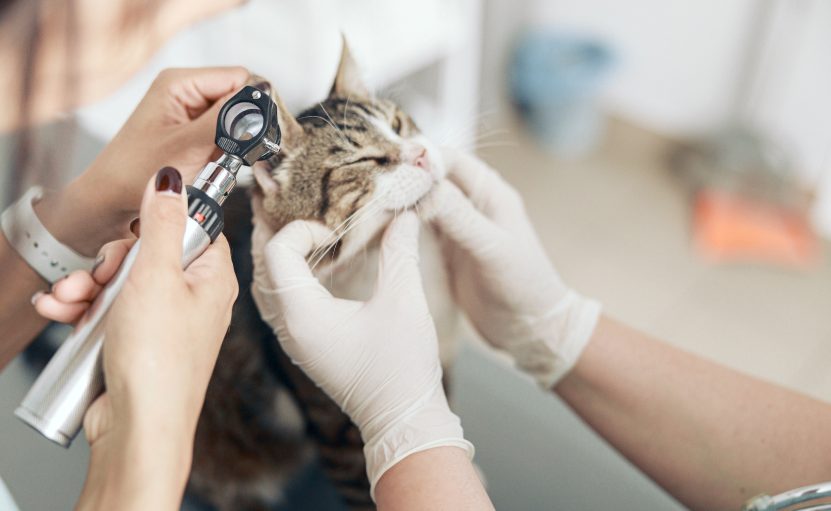 Veterinarian Clarkton, NC Elizabethtown Veterinary Hospital Vet Care, Dental Cleaning, Surgery