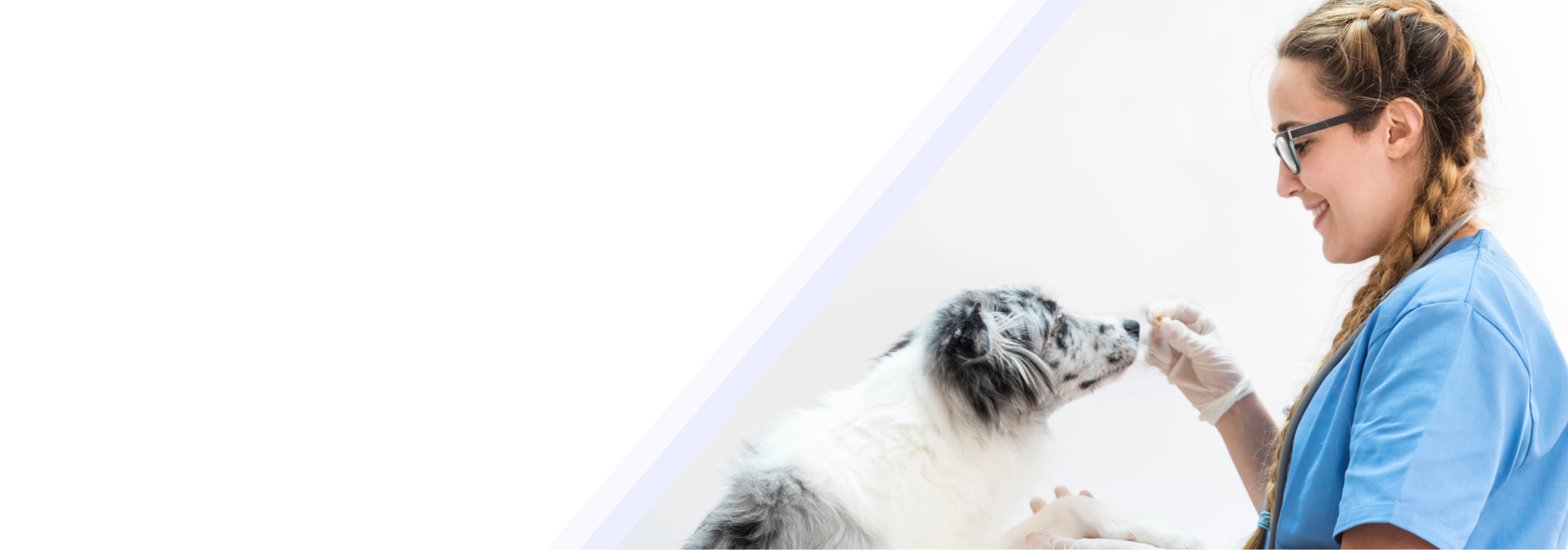 Veterinarian Fredericksburg, VA Lee’s Hill Pet Hospital Vet Care